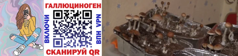 Псилоцибиновые грибы ЛСД  ссылка на мегу ССЫЛКА  Вологда  где купить наркоту 